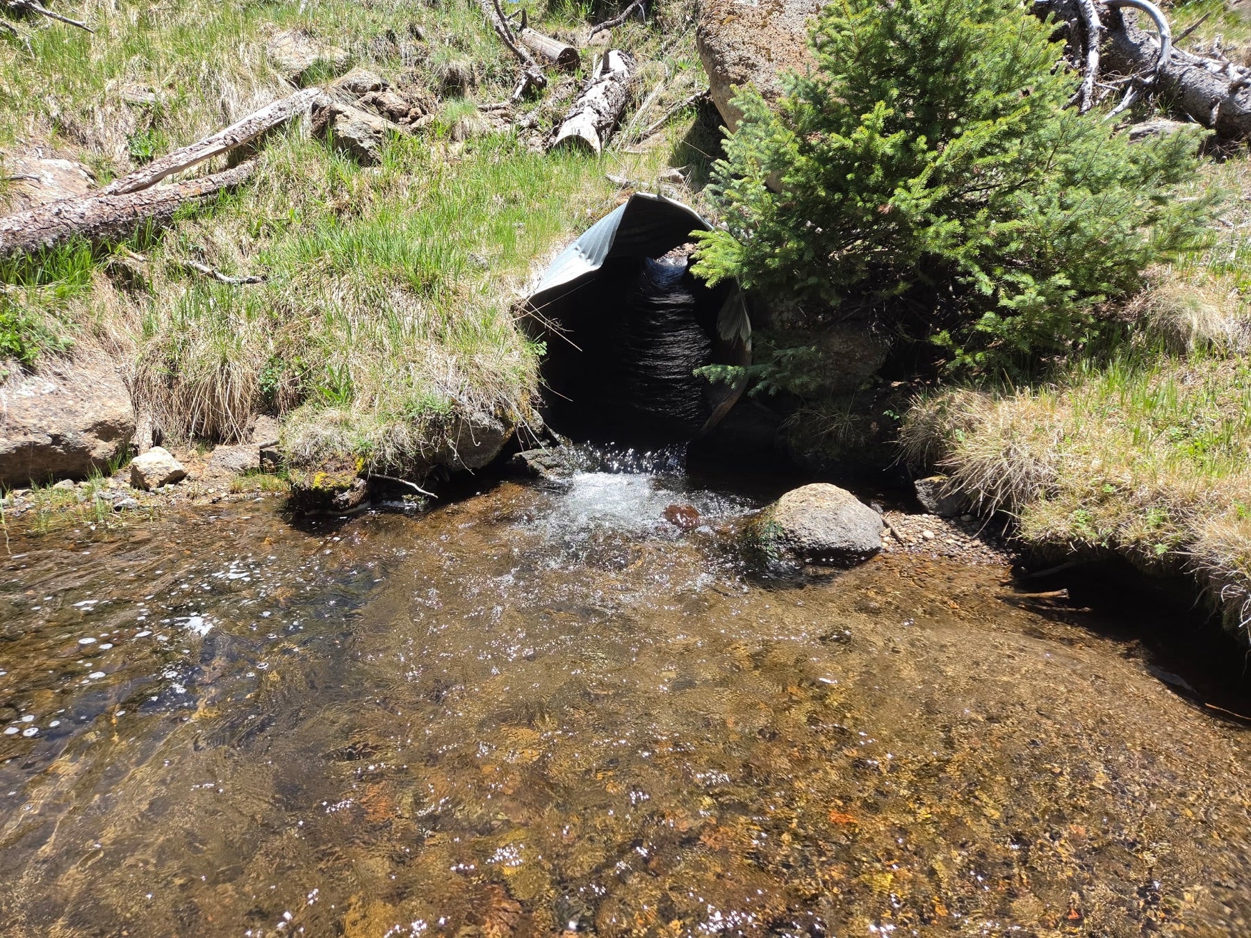 Creek flowing through a road culvert — the kind of barrier fish passage projects fix