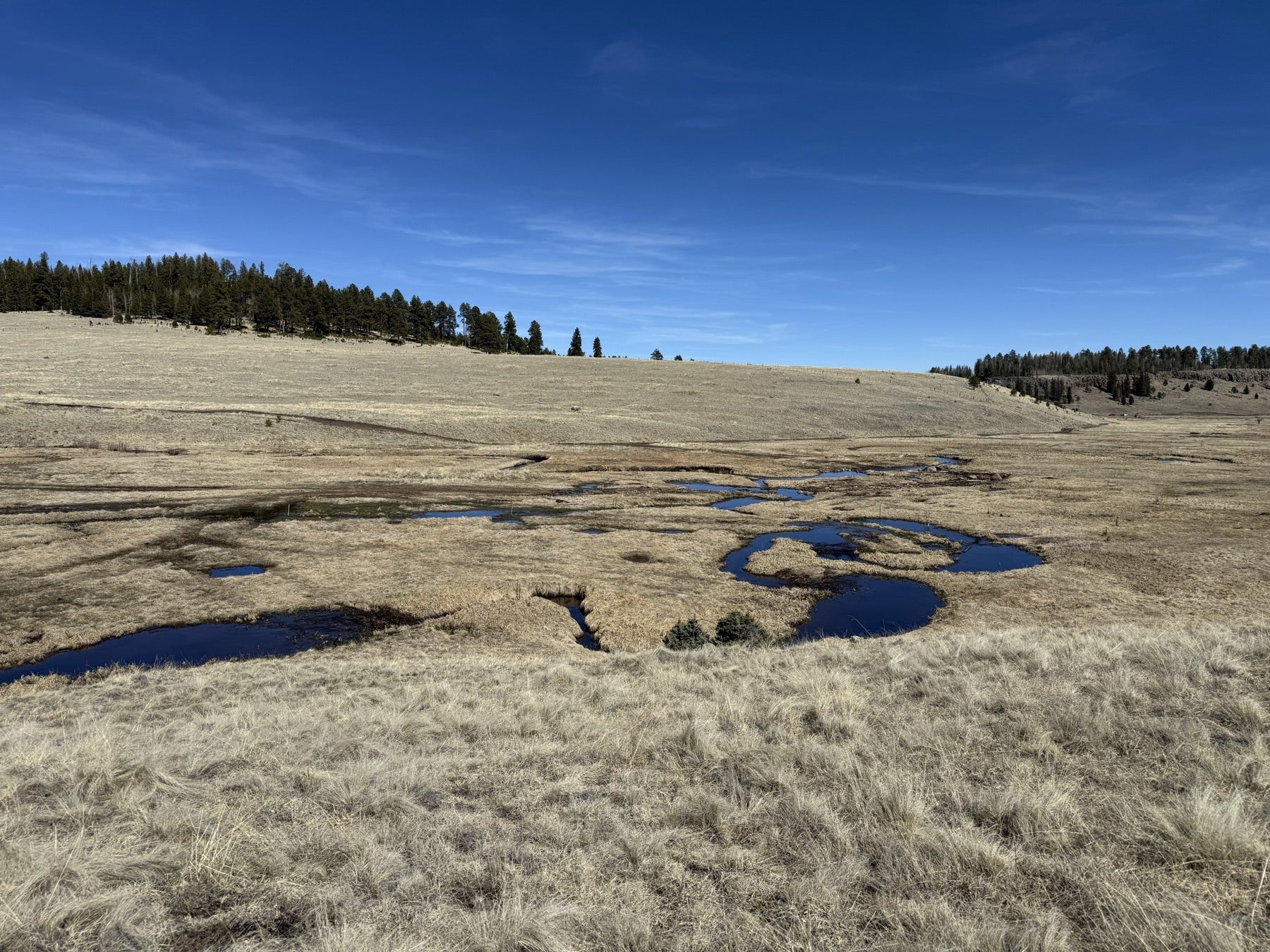 High meadow wetland with spring-fed pools under a blue sky