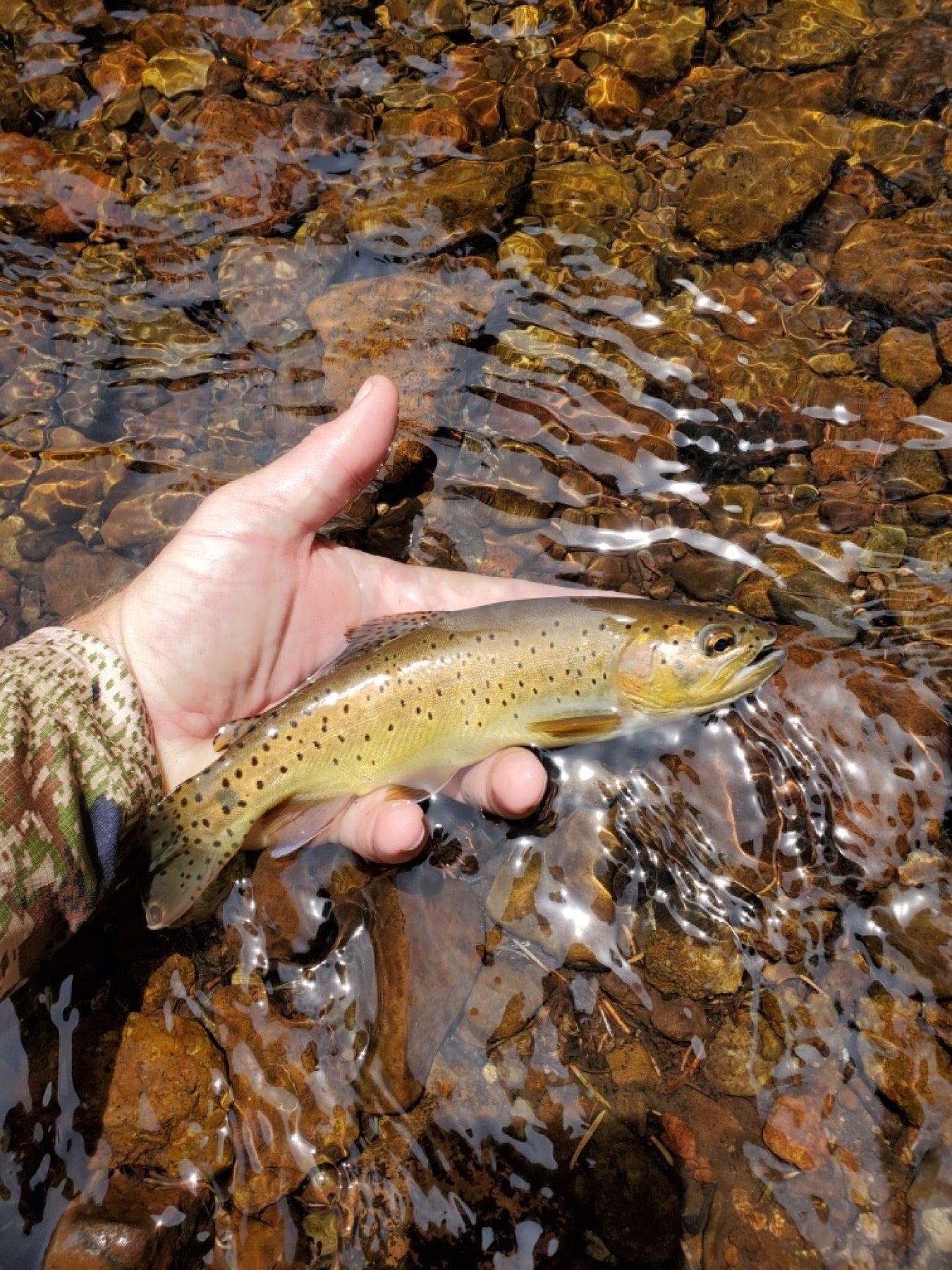 Angler's hand holding a wild trout over clear water and river stones